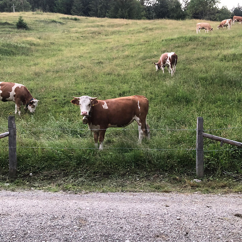 Ferienwohnungen-zum-Nigglhof-Bauernhoftiere-Kuehe Ferienwohnungen-zum-Nigglhof-Bauernhoftiere-Kuehe